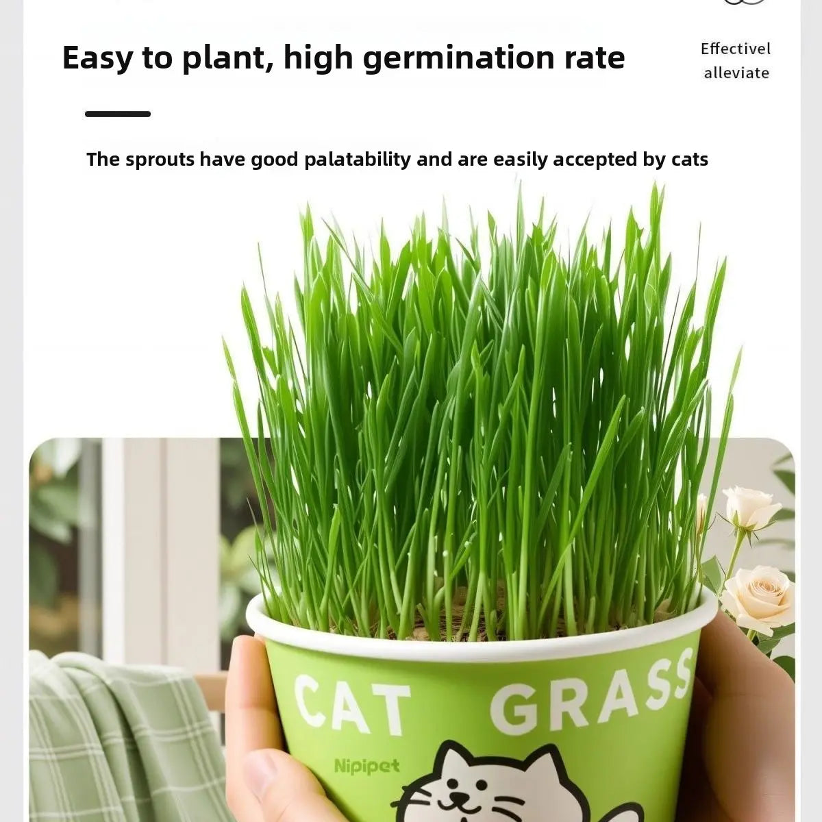 Easy-Grow Pet Grass Planter - Non-Gmo Cat Grass for Hairball Control, Digestion & Chewing - Perfect for Cats & Small Dogs
